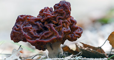 Cogumelo Venenoso Gyromitra esculenta
