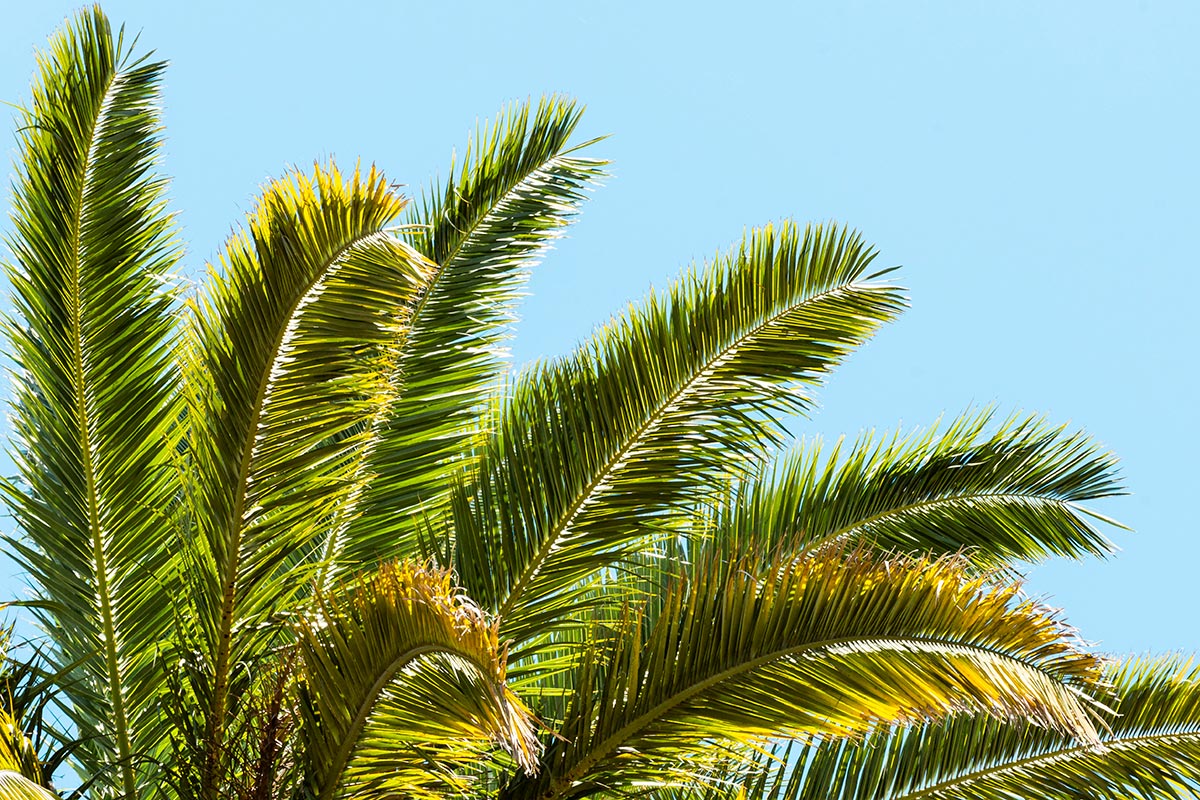Areca Bambu: purificação e leveza tropical